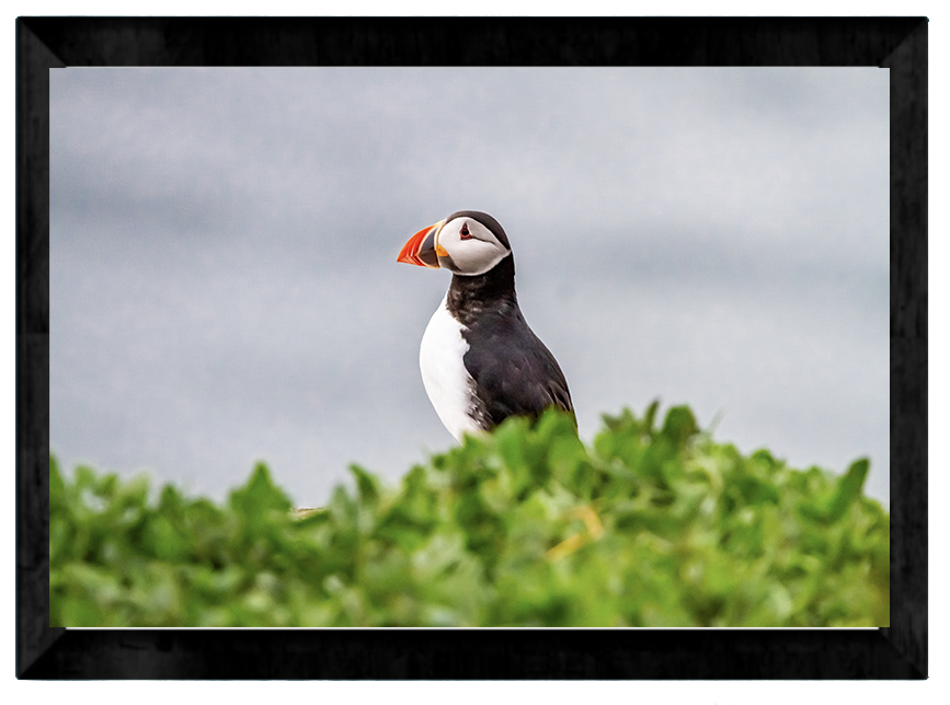 Farne Island Puffins