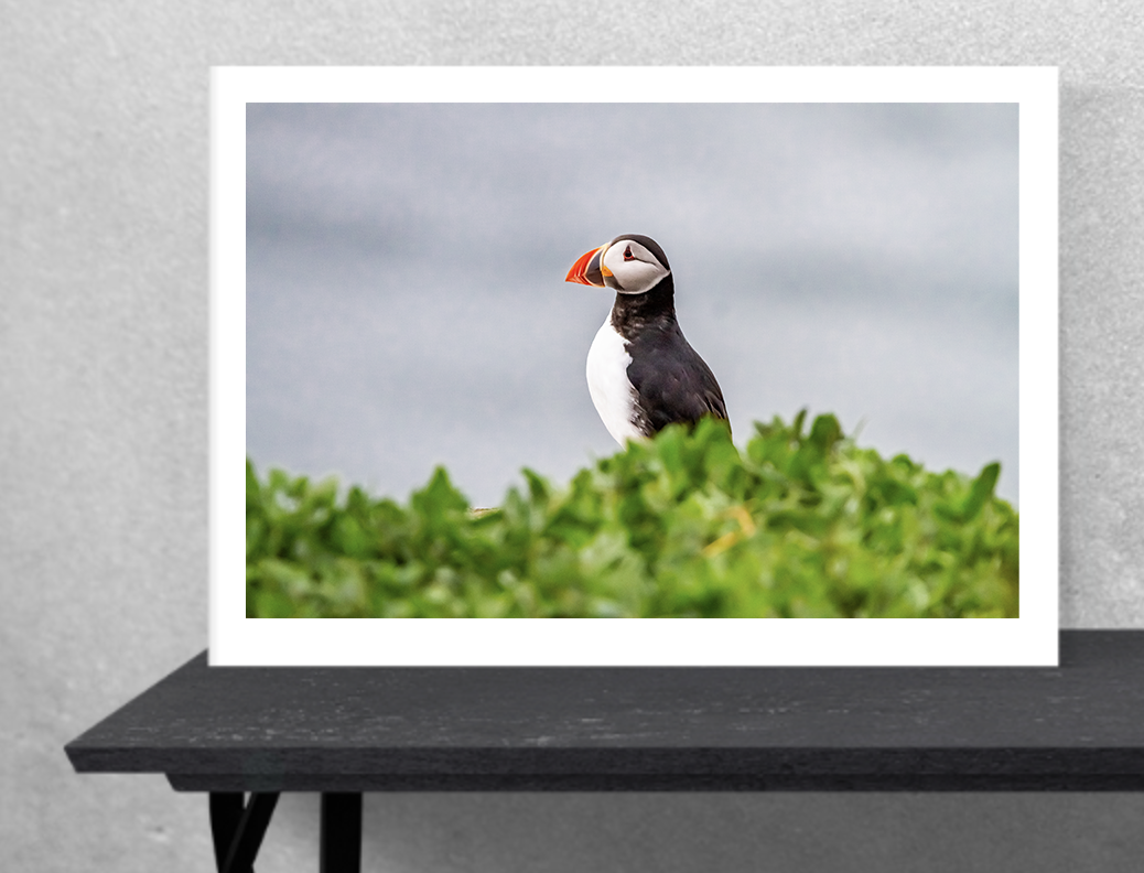 Farne Island Puffins
