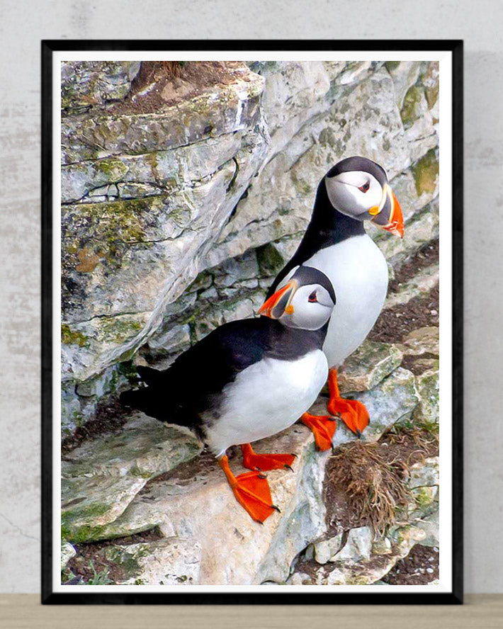 Puffins at Bempton
