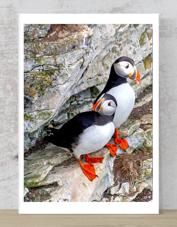 Puffins at Bempton