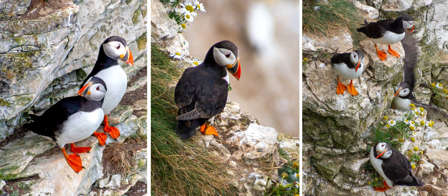 Puffins Mug
