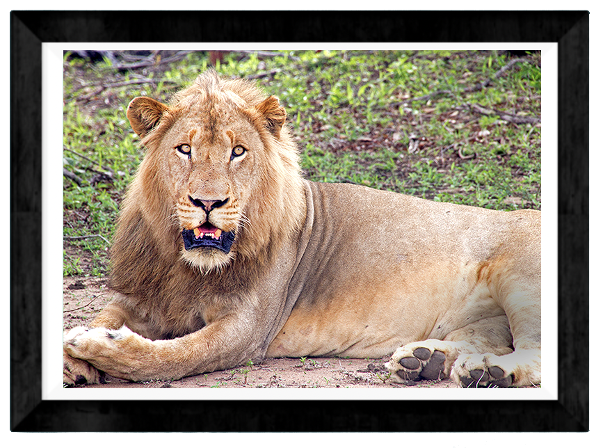 Lion Eyes