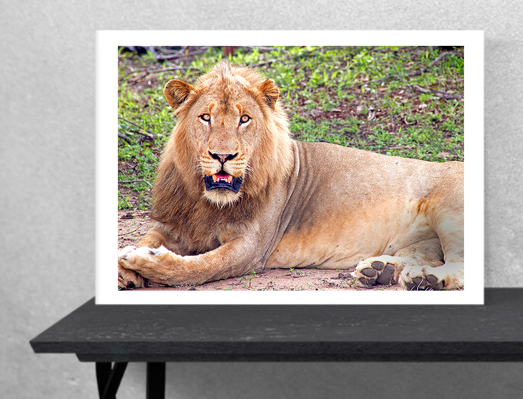 Lion Eyes