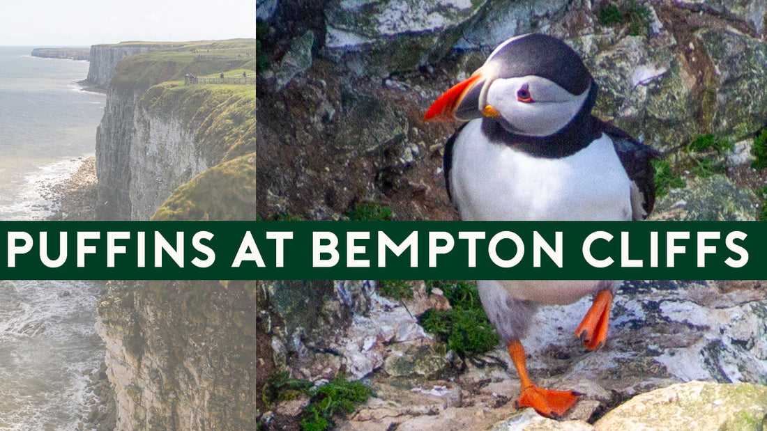 Bempton Cliffs