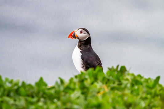 Farne Island Puffins