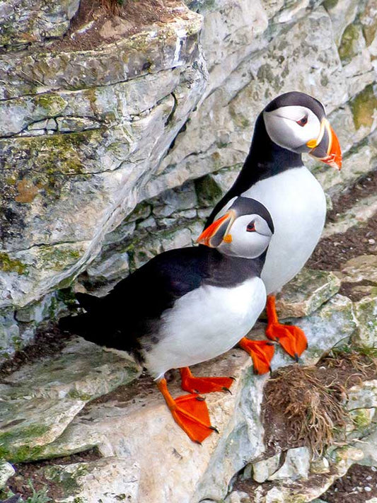 Puffins at Bempton