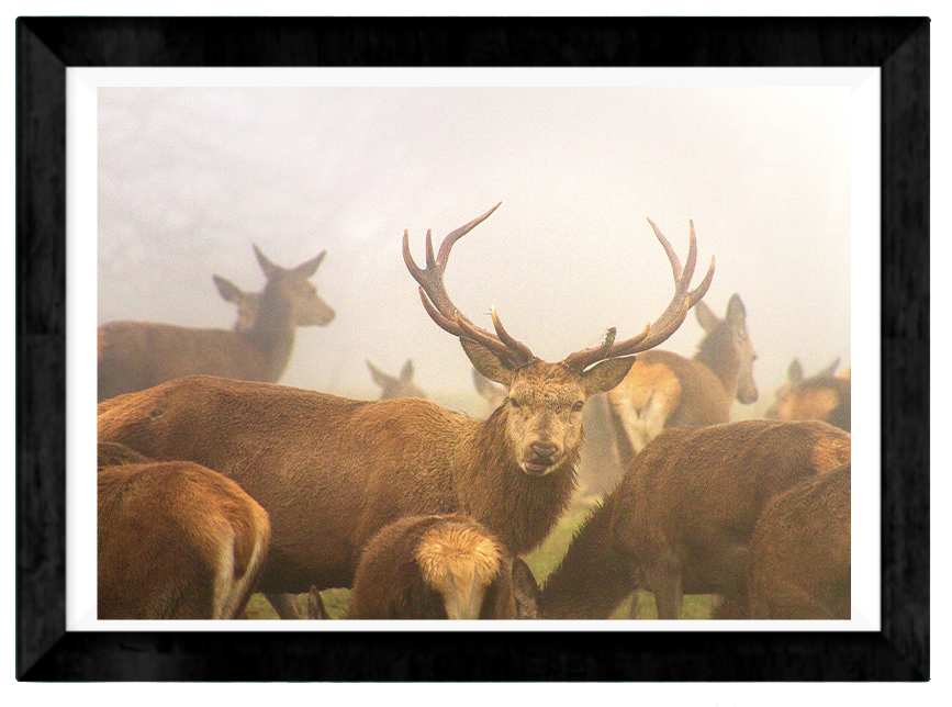 Hello Deer