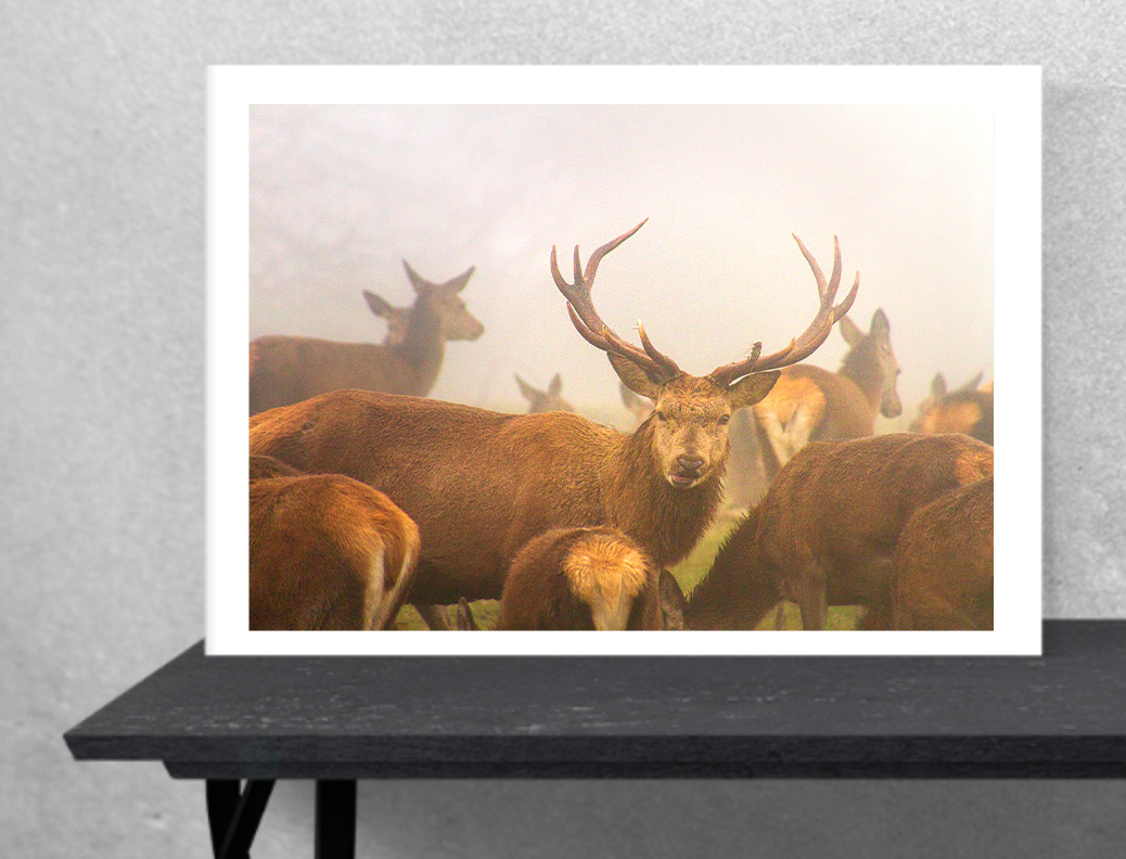 Hello Deer