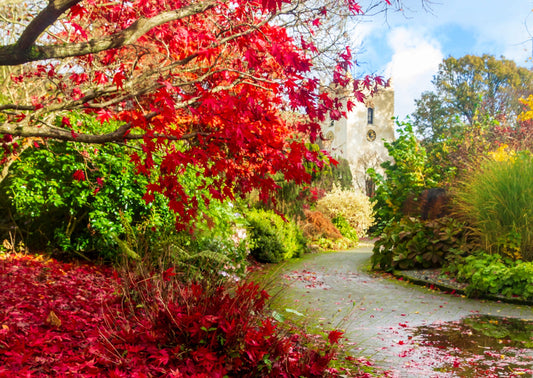 Autumn in Grasmere