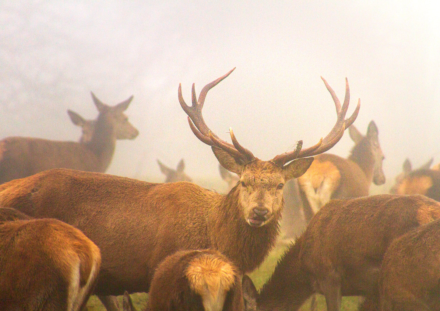 Hello Deer