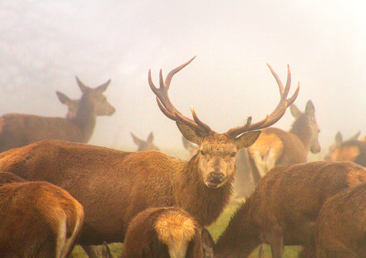Hello Deer